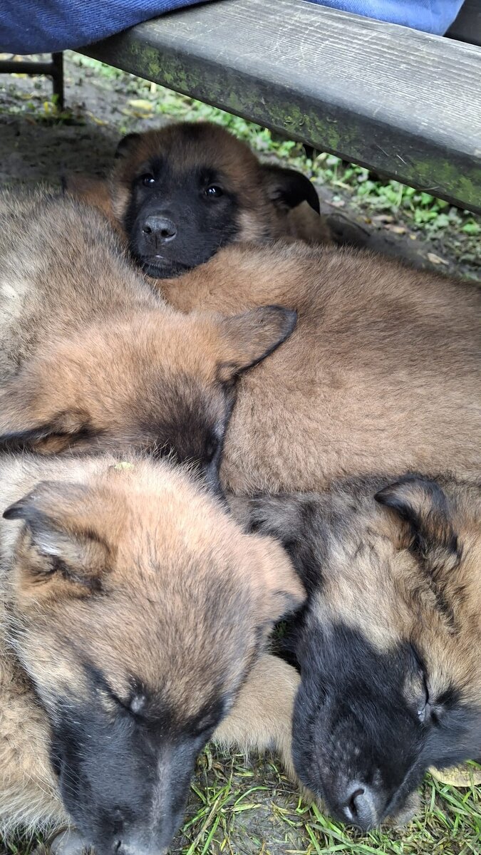 Šťěňata ovčáka - 6