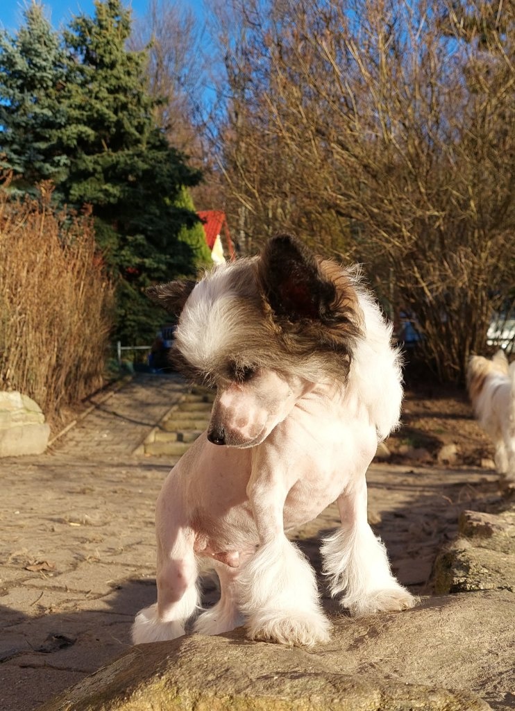 Čínský chocholatý pes - 6