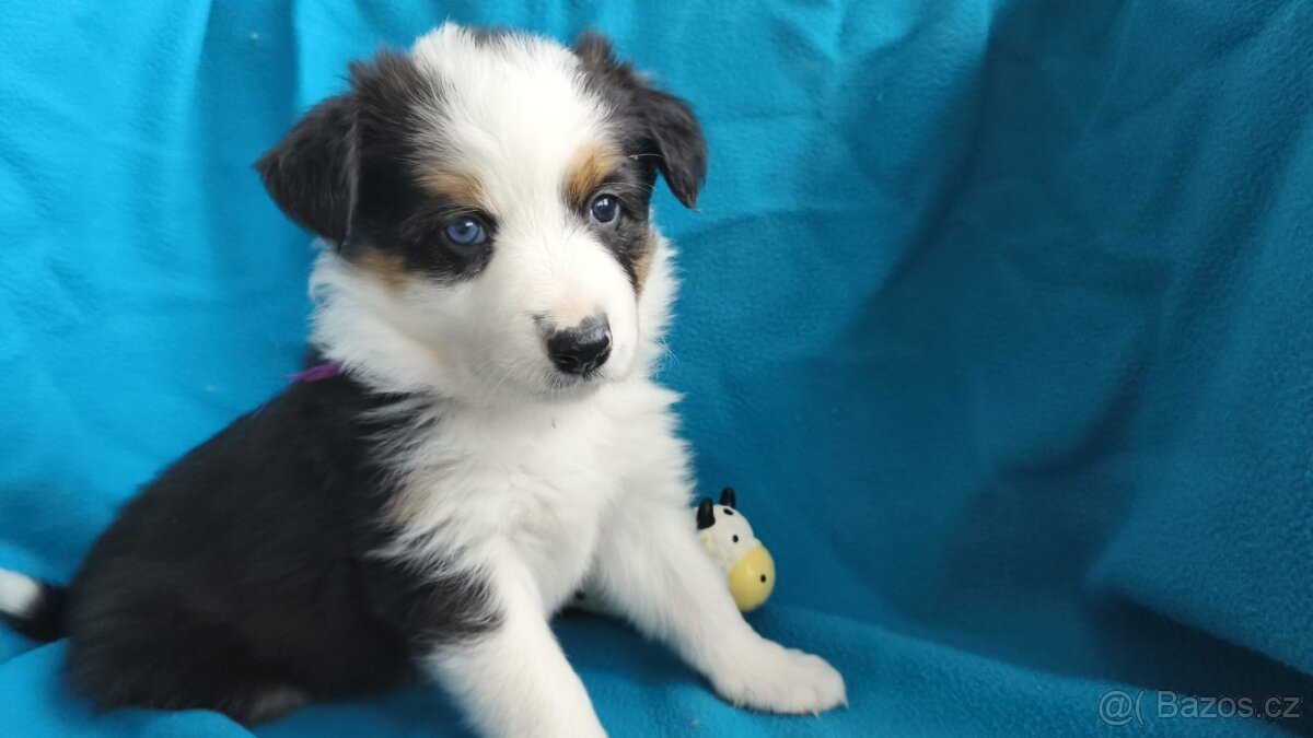 Border kolie štěňata - 6