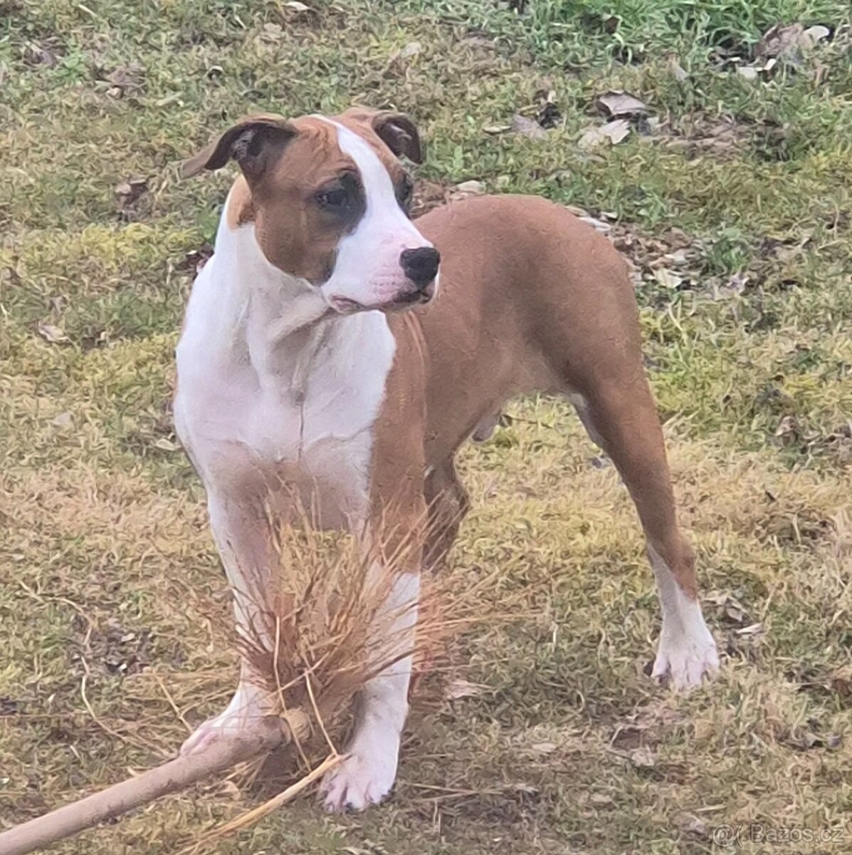 Americký stafordšírský teriér s PP - 6