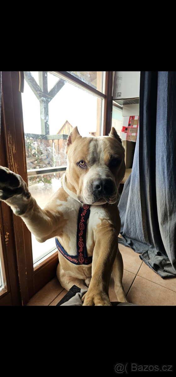 American Bully XL 3 roky - 6