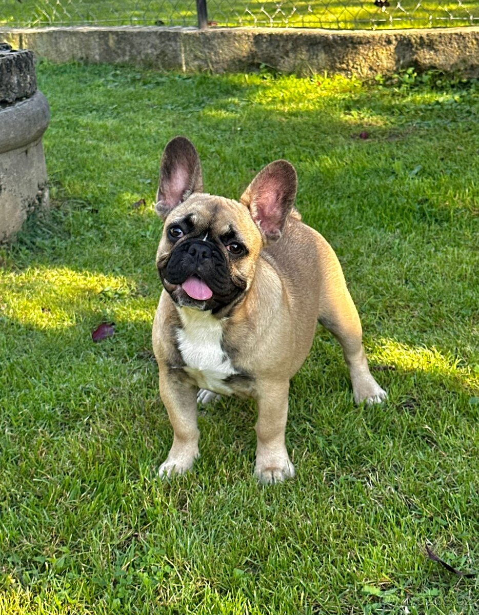 Francouzský buldoček s PP (FCI) - fawn fenečka s rodokmeňom - 6