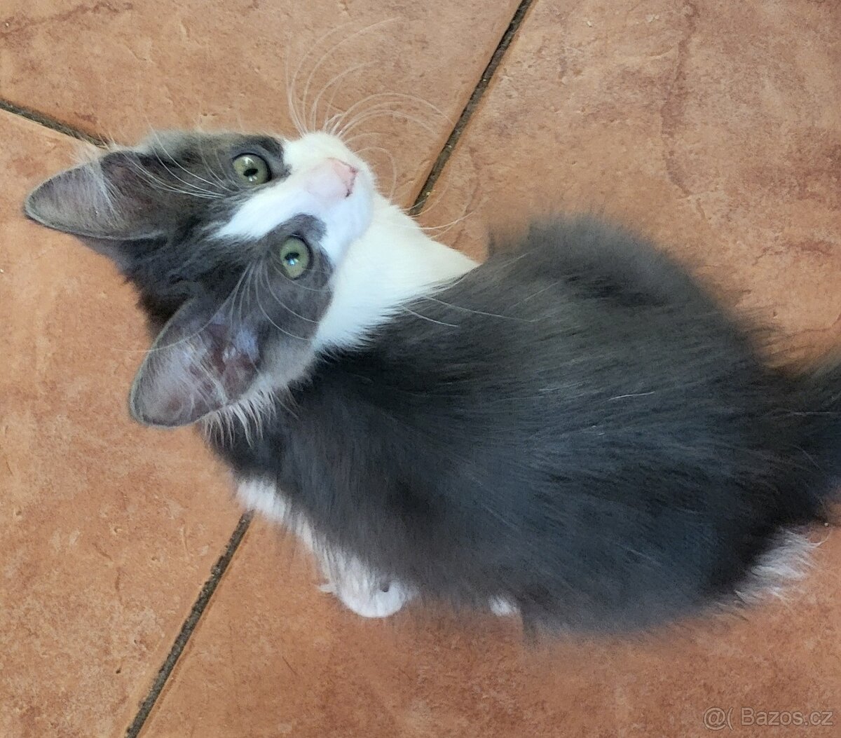 Turecká angora - koťátka s PP - 6