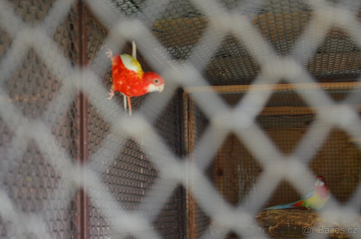 Prodám Rosela pestrá - 6