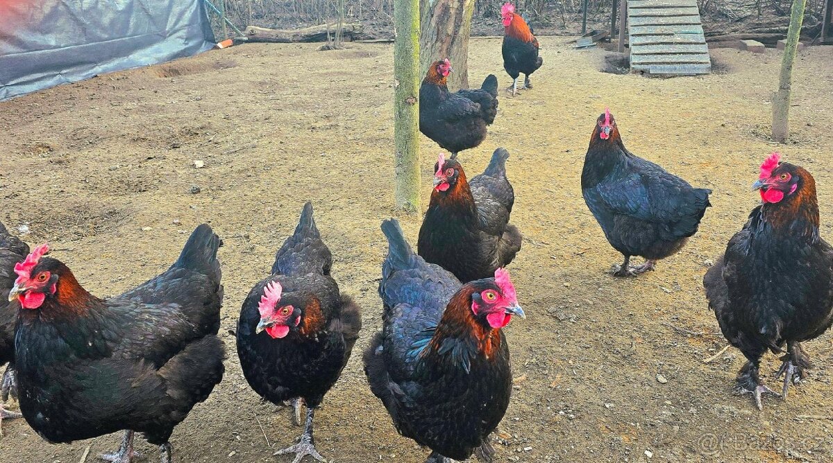 Násadová vejce a kuřátka Maranska - 6