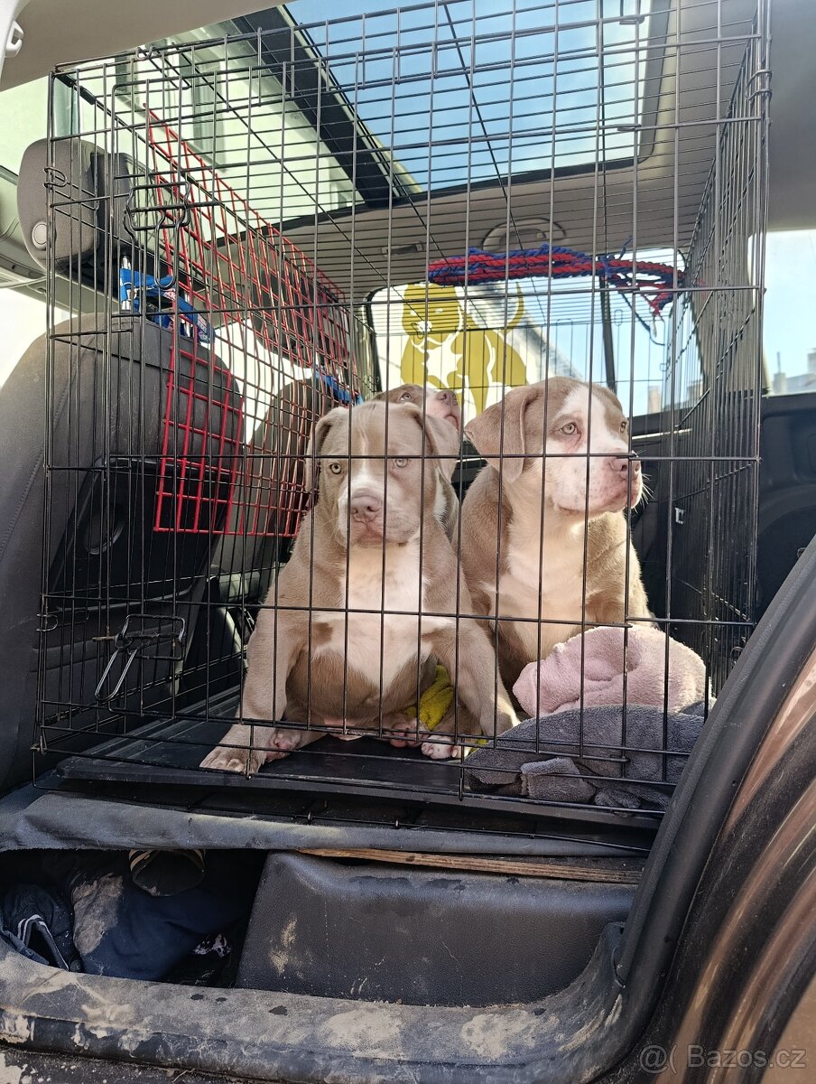 American bully xl xxl - 6