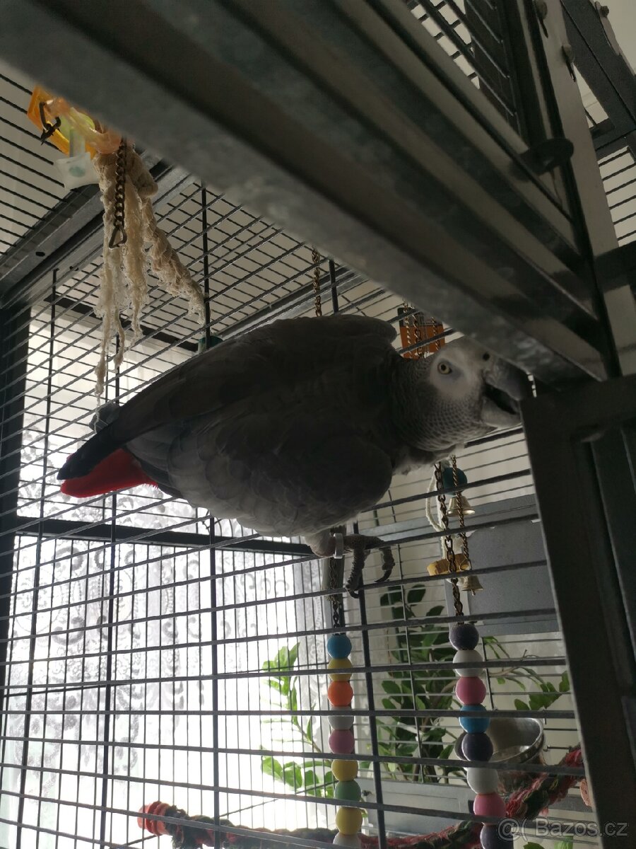 papoušky pouze komplet klec +2 papoušky - 6