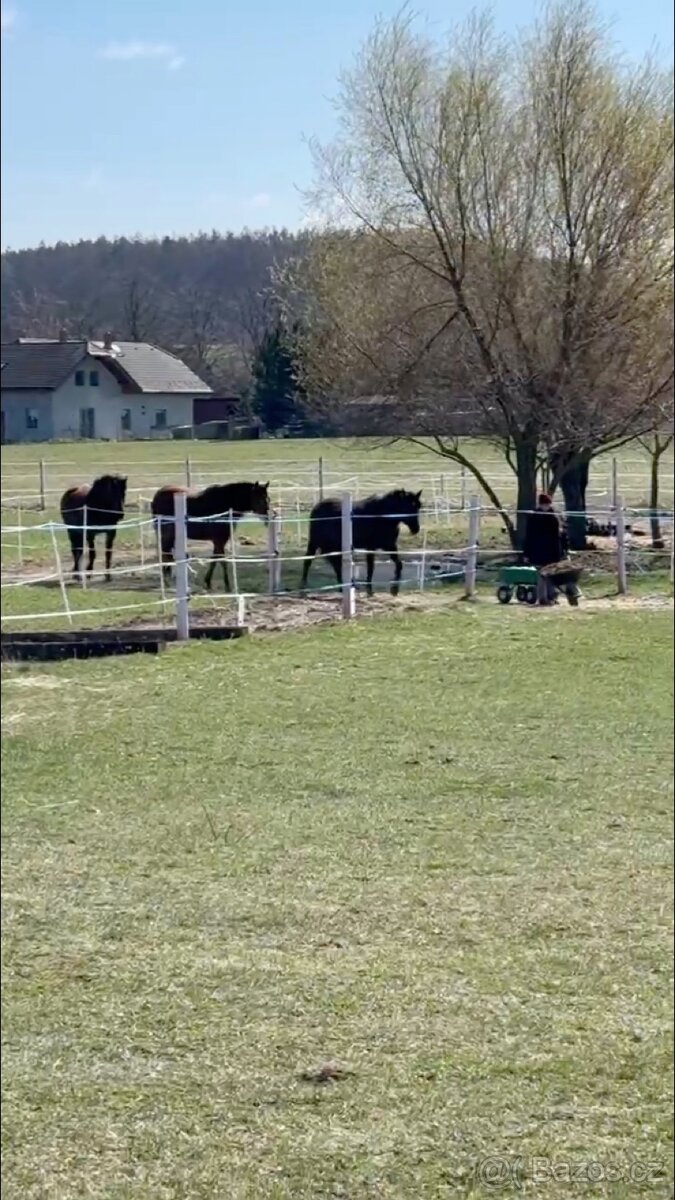 Trekové ustájení - Paddock Paradise - 6
