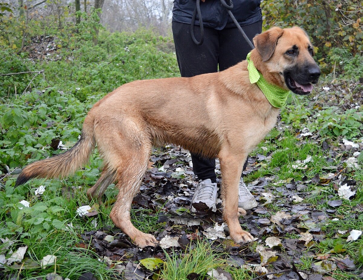 DONALD K ADOPCI - 2,5 ROKU, AKTIVNÝ,PŘÁTELSKÝ,VHODNÝ K RD - 6