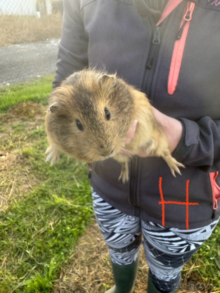 Moračta za odvoz - 6