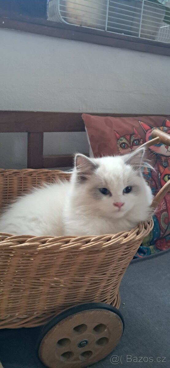 Kocourek ragdoll s PP, REZERVACE - 6