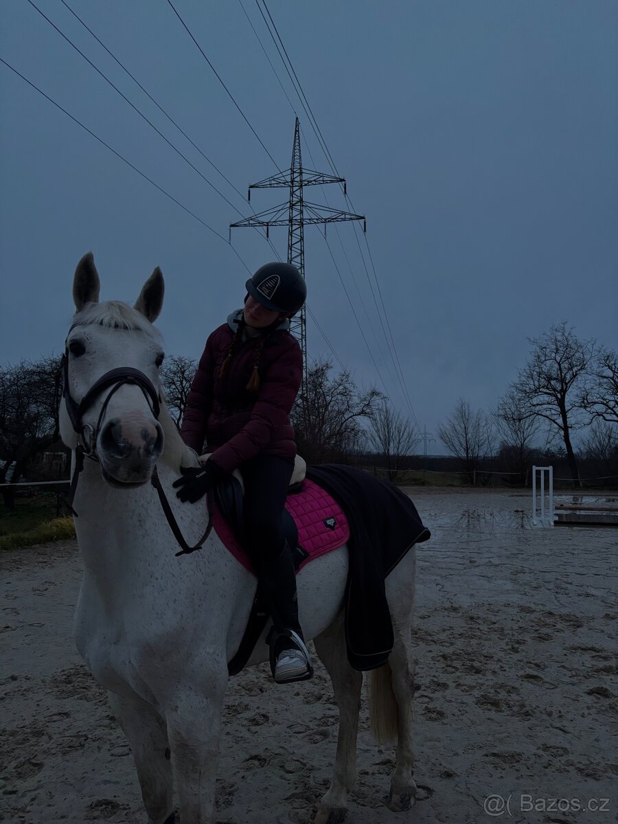 10 letá oldenburská klisna - 6