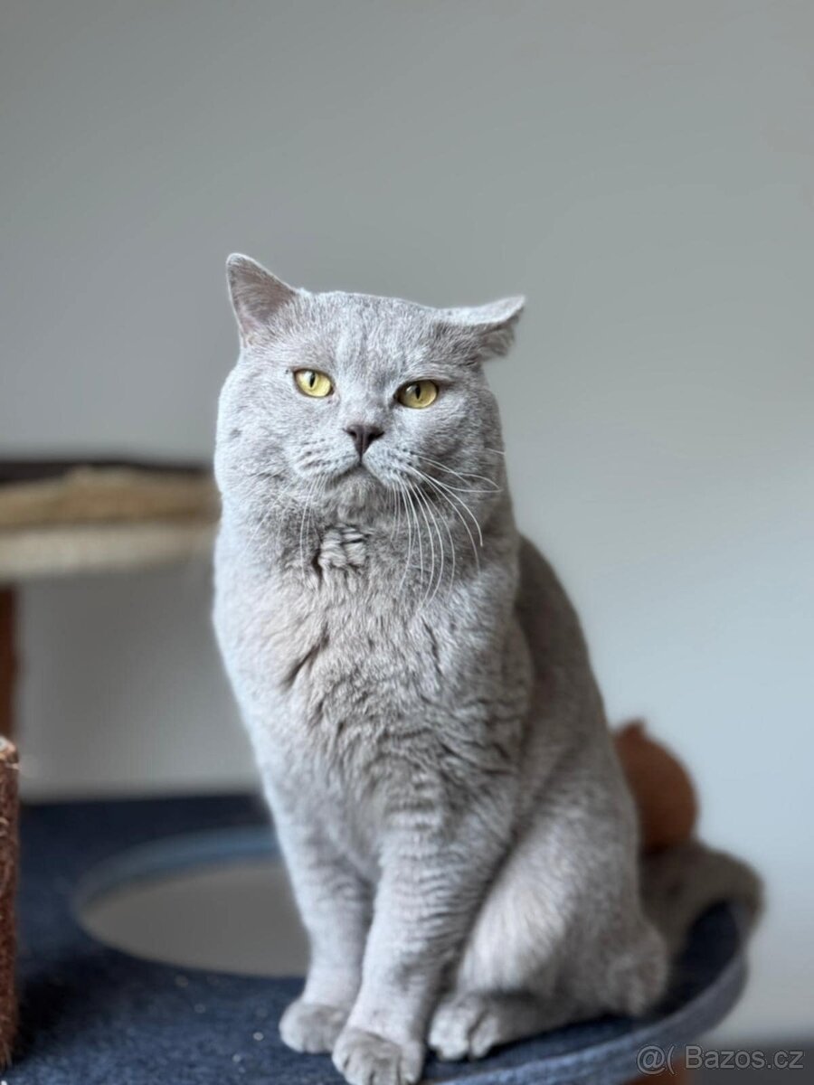 Britský lila kocour ke krytí - 6