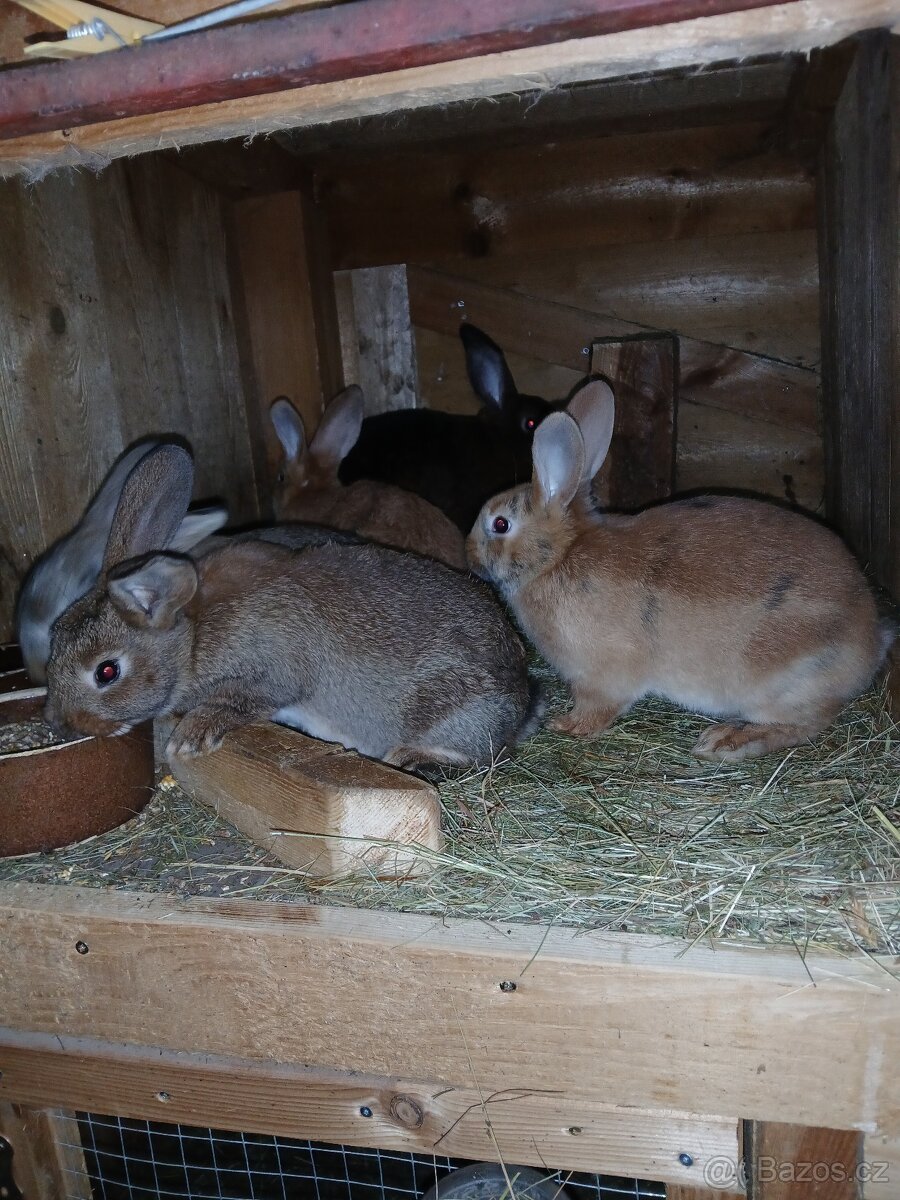 Králíci 2 a půl měsíce - 6