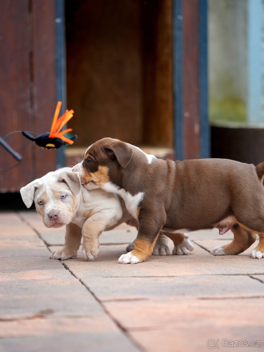 American Bully XL/XXL - 6