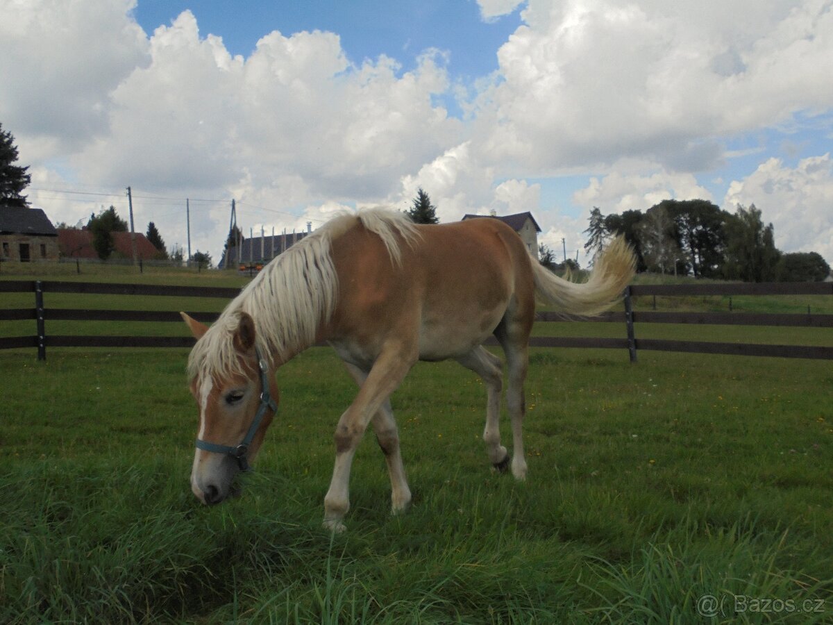 Prodám klisnu Hafling - 6