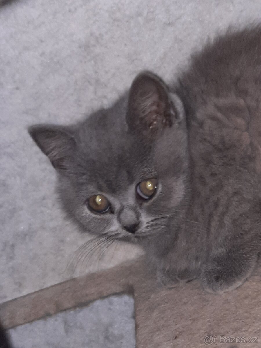 Nabízím čistokrevná britská koťata bez PP - 6