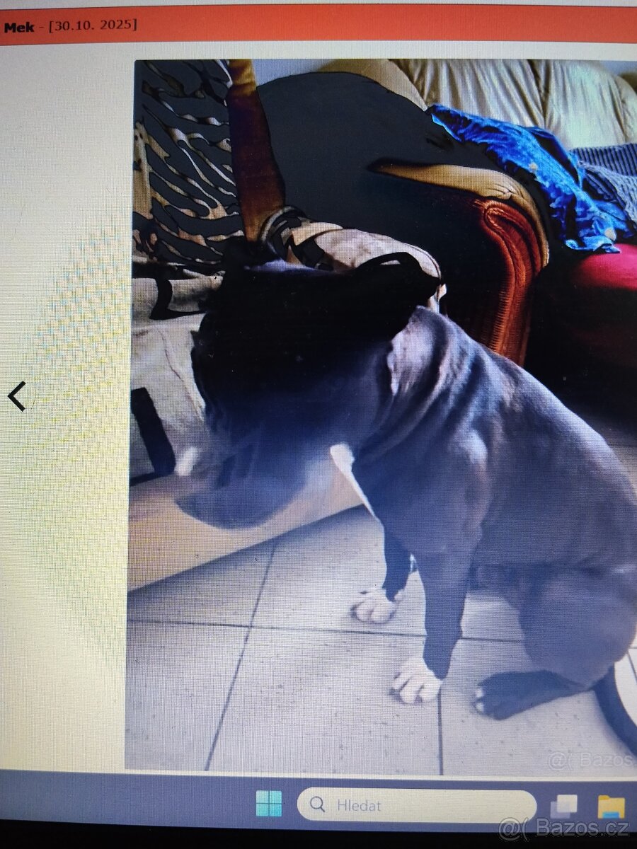 Pozor Pitbulové, kteří jsou útoční - 6