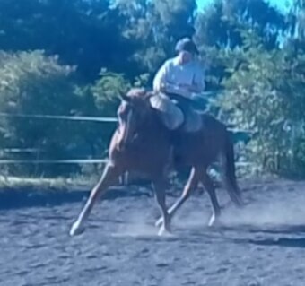 Vycvičený mladý valach - 6