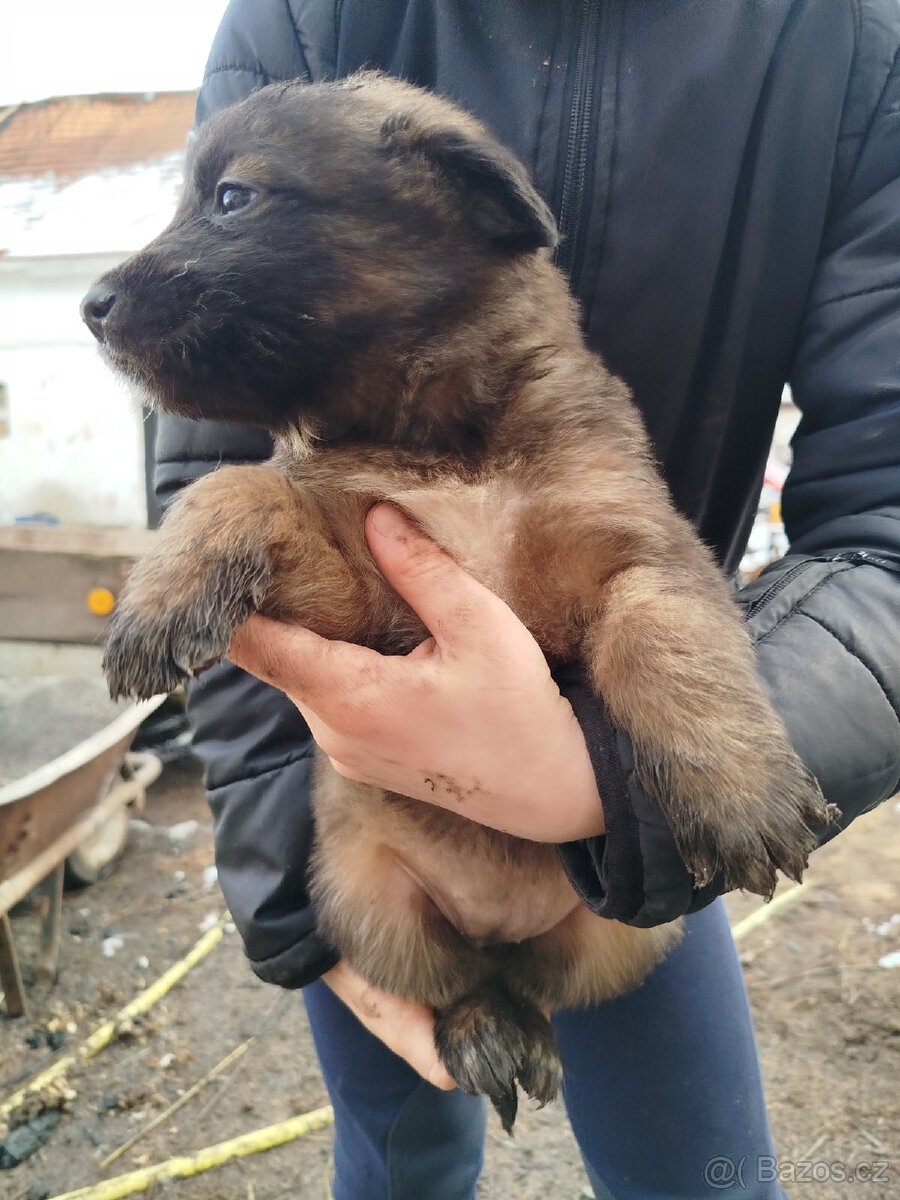 Štěňátka - 6