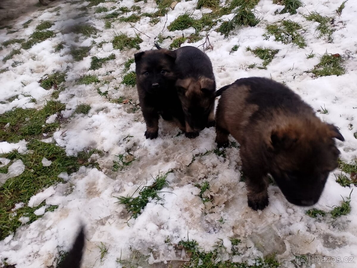 Německý ovčák - 6