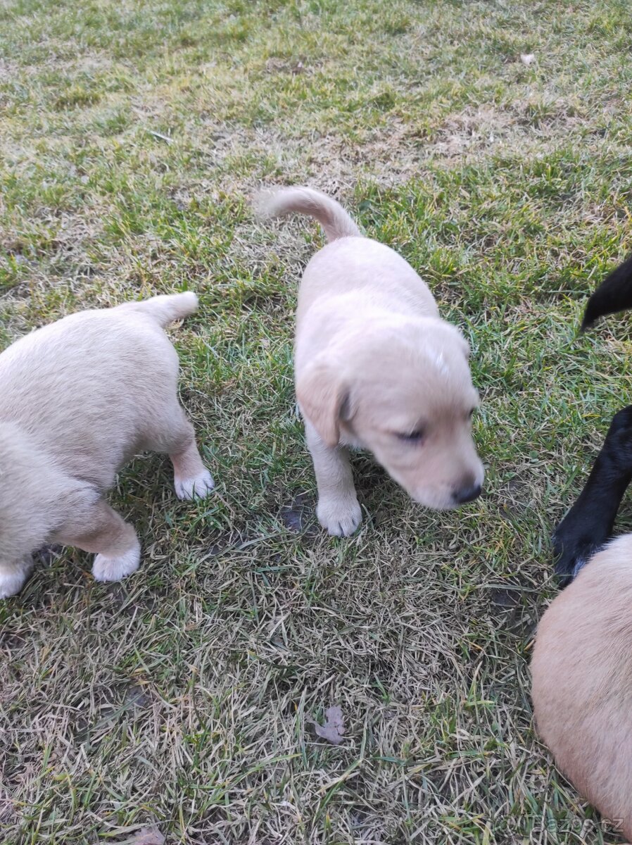 Prodej štěňat - 6