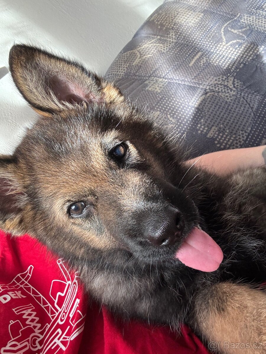 Prodej psa ( štěně ) - 6
