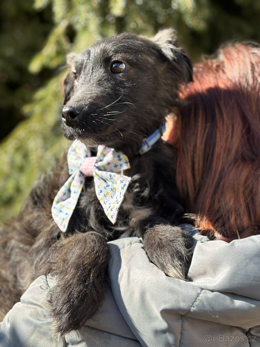VILKO - chlapeček, štěně 7 měsíců - 6