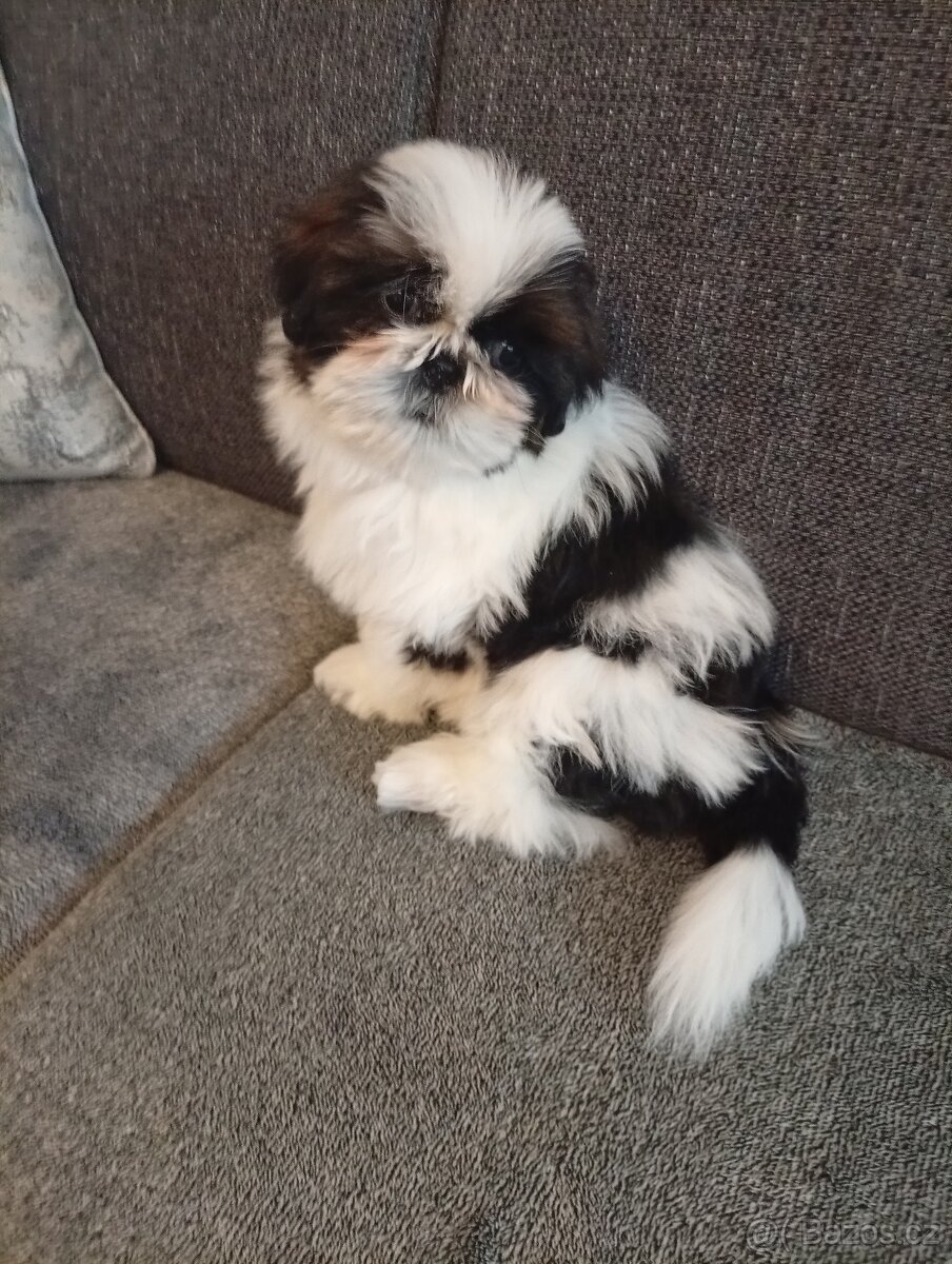 SHIH-TZU - 6