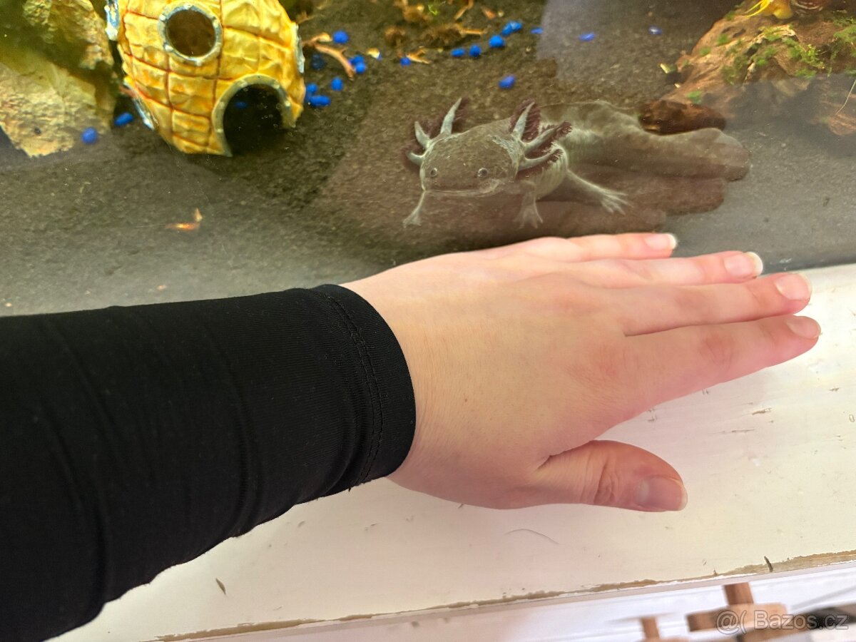 Prodám Axolotla - Akvarium s vybavením - 6