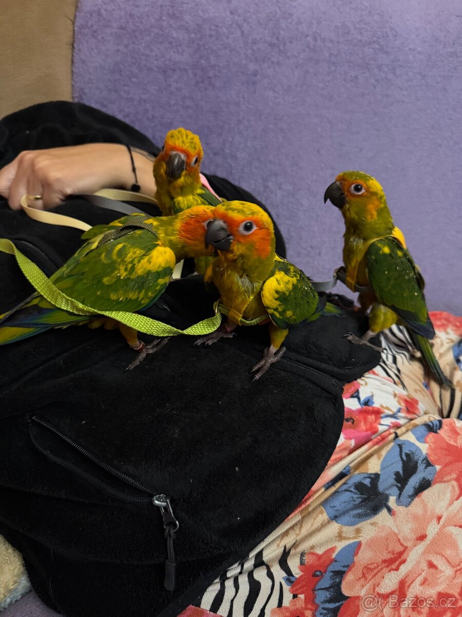 Aratinga sluneční - 6