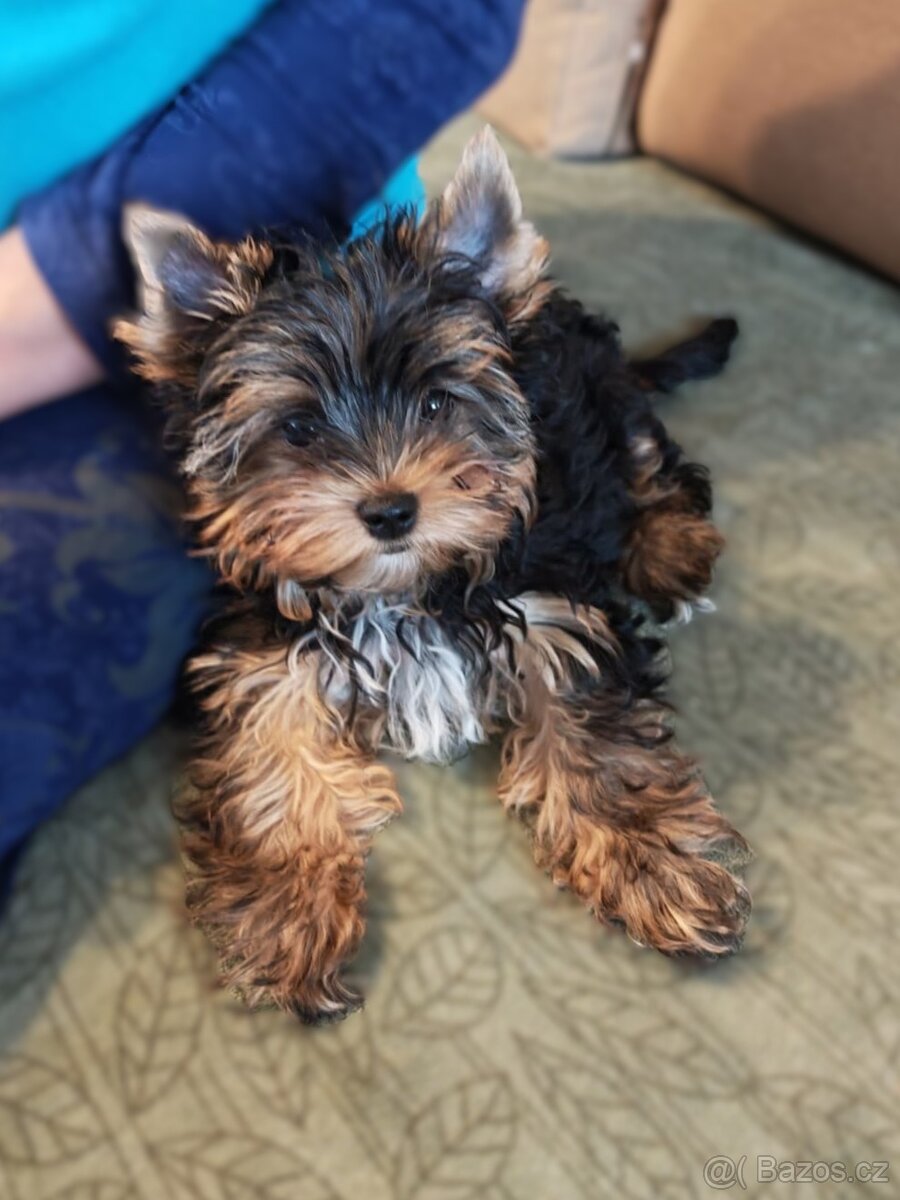 Jorkšírský teriér s PP - 6