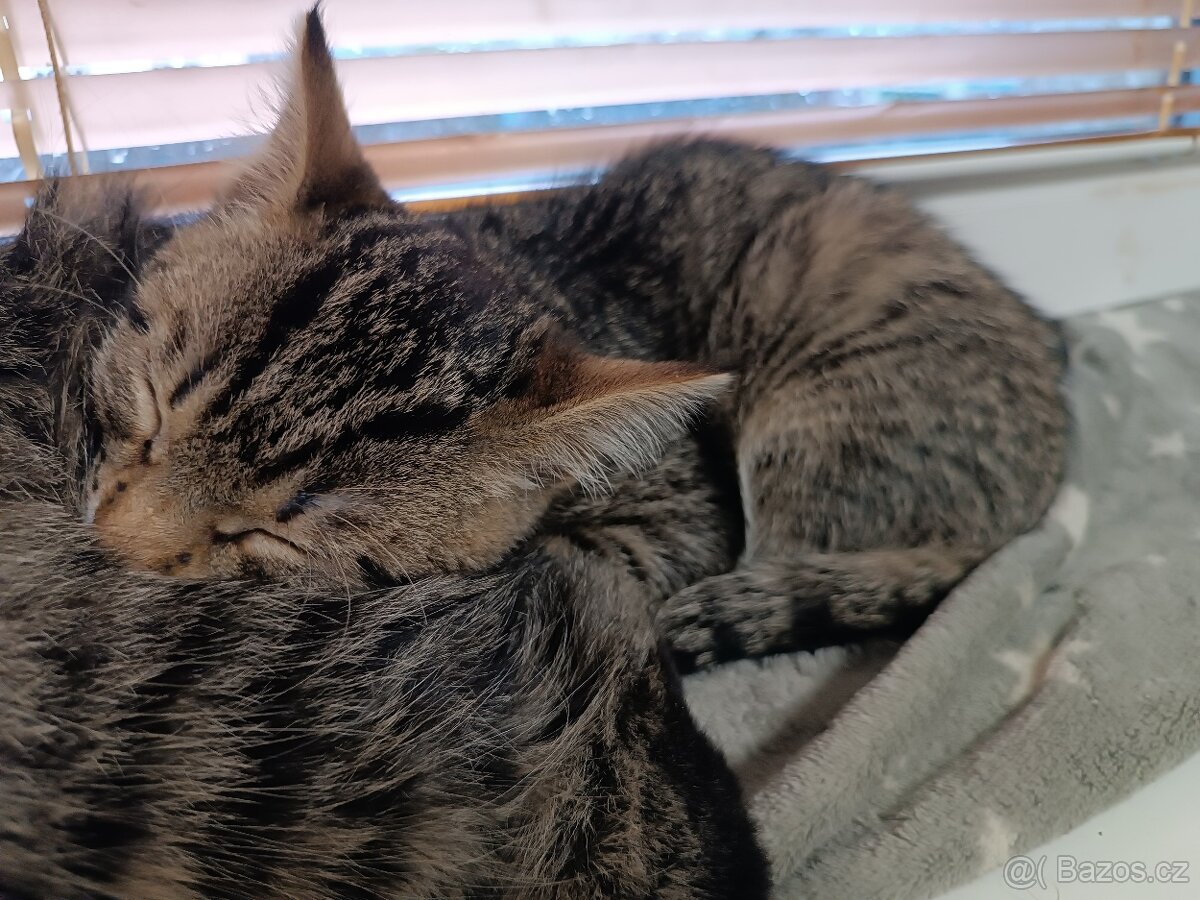 Koťata - 6