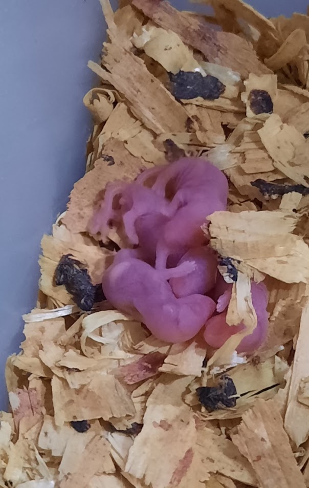 Krmný hmyz a hlodavci - 6