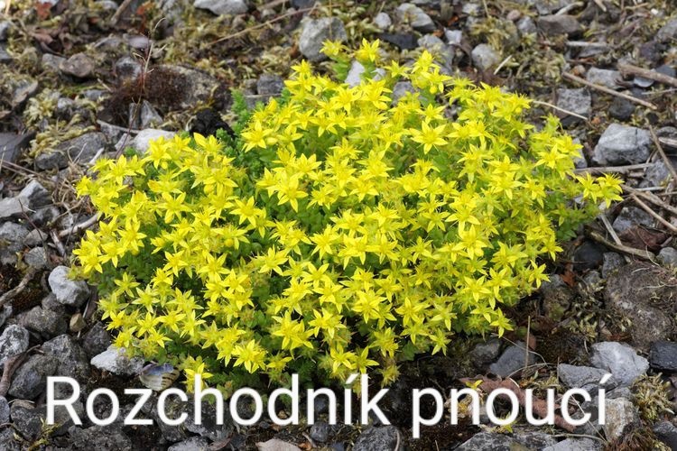 Trvalky, skalničky, jahody, pokojovky, leknín,byliny,sukulen - 6