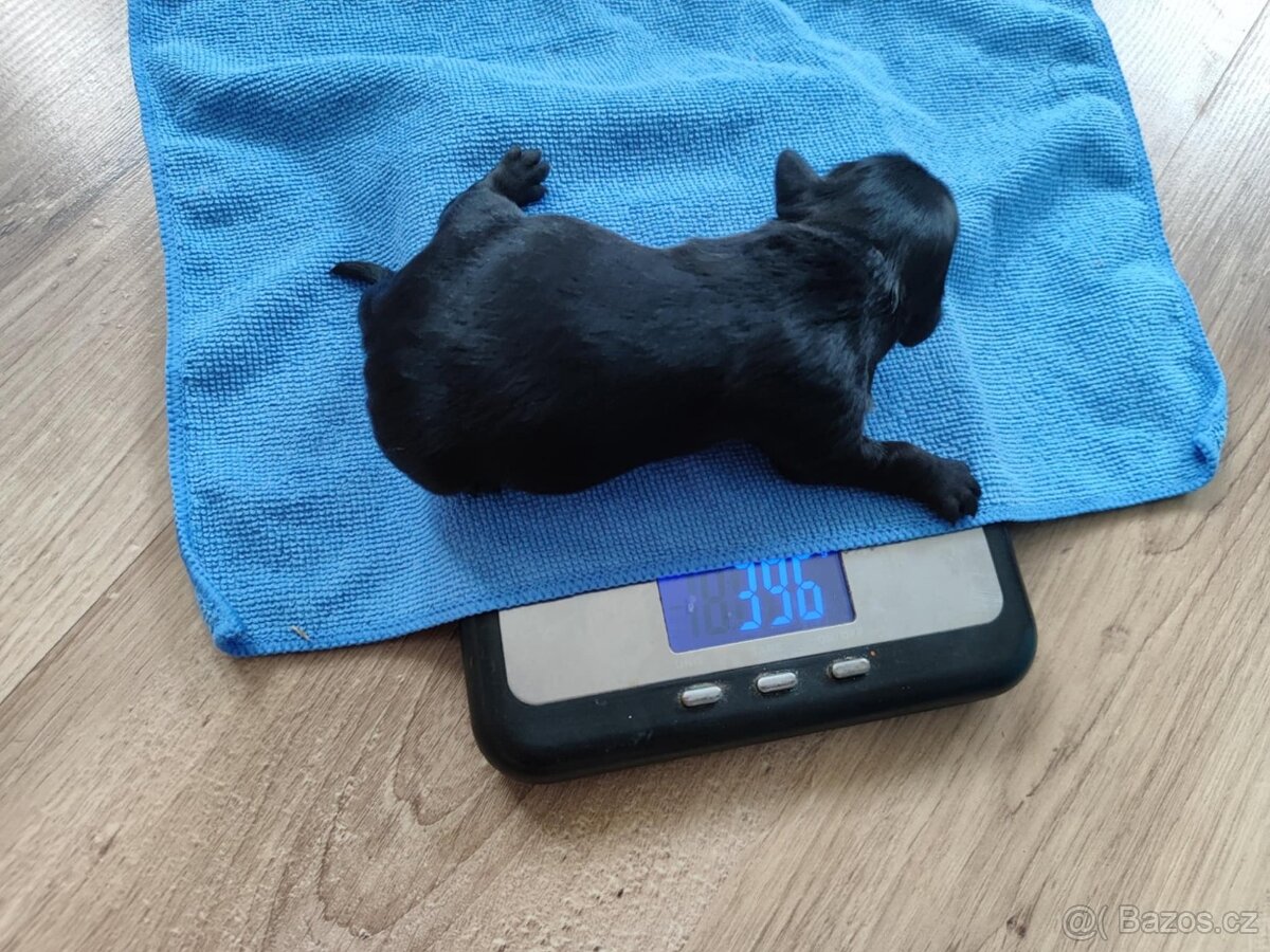 Štěňata křížence, střední plemeno - 6