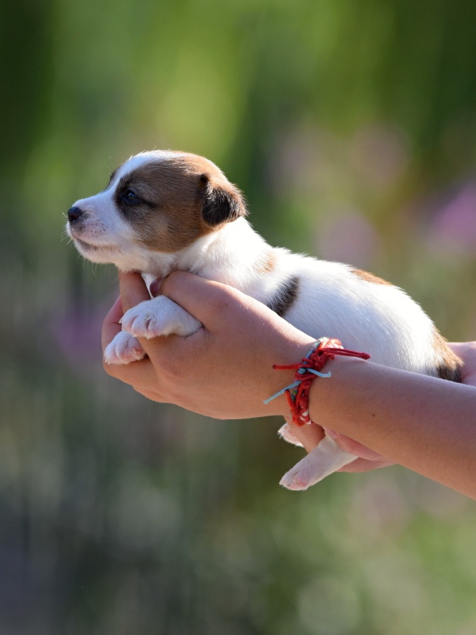 Jack Russel teriér s PP - Aurelius - 6