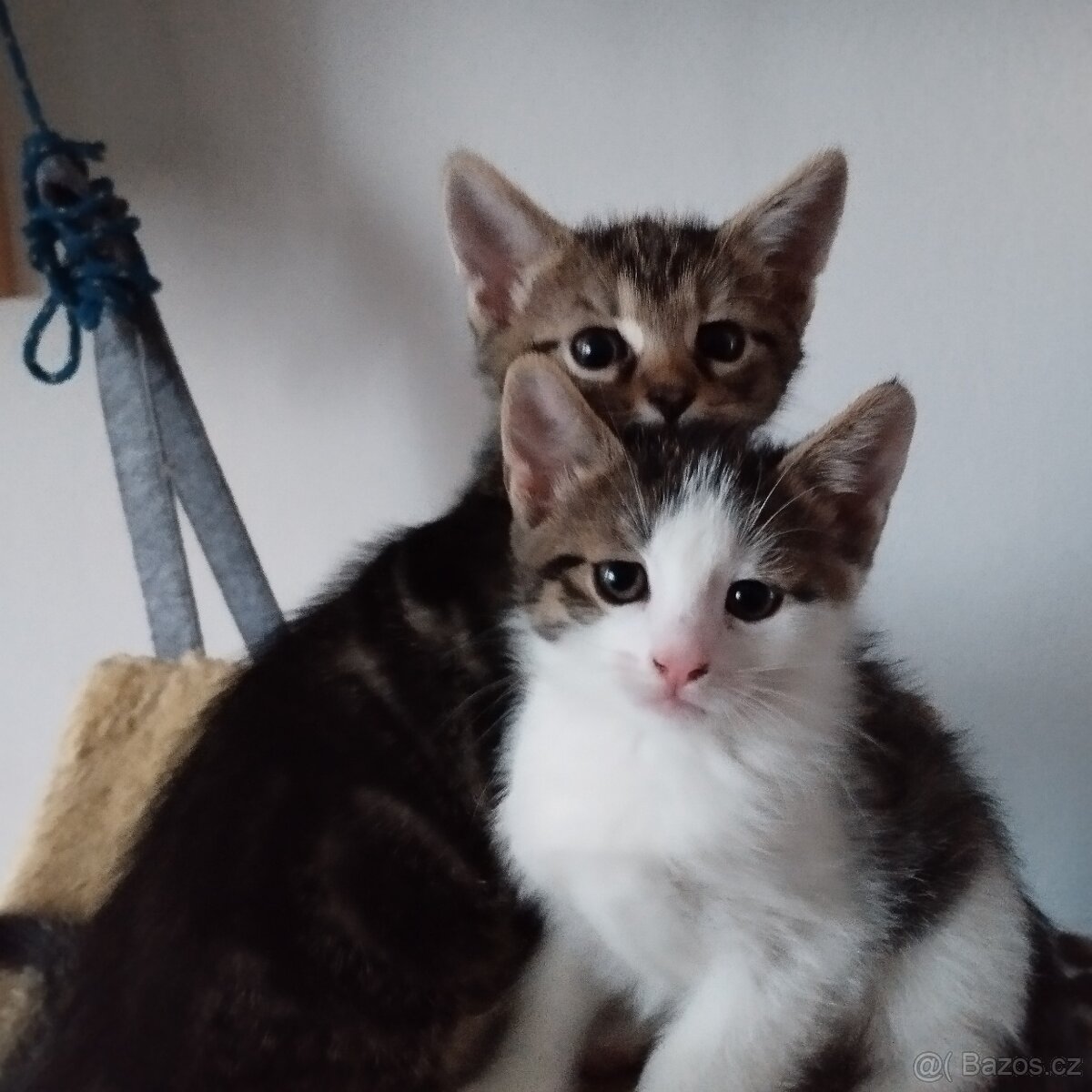 Koťátka - 6