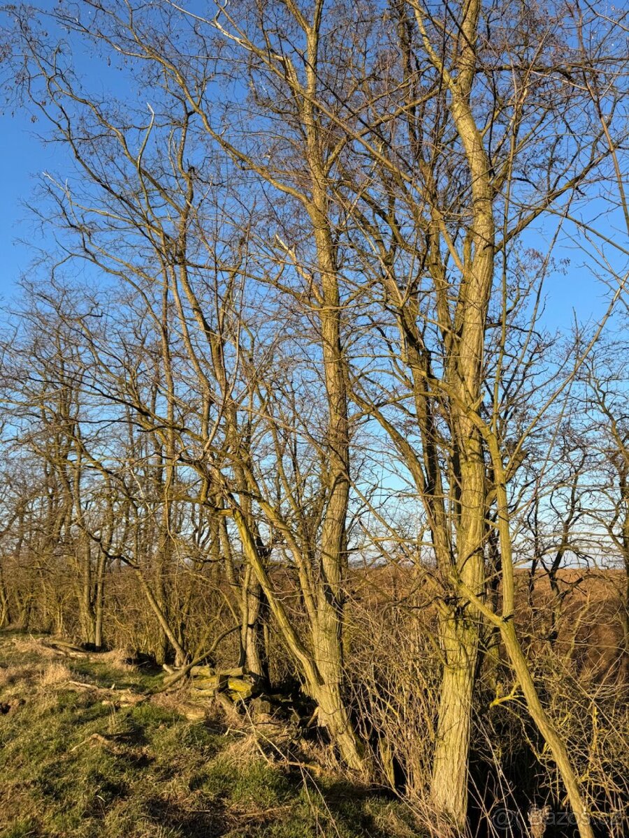 Prodám lesní pozemek v k. ú. Radouň - 6