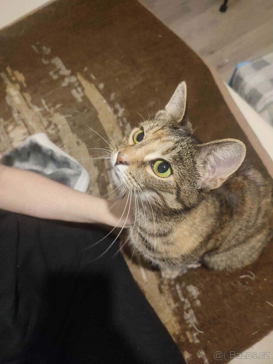 Kočička Mája - 6