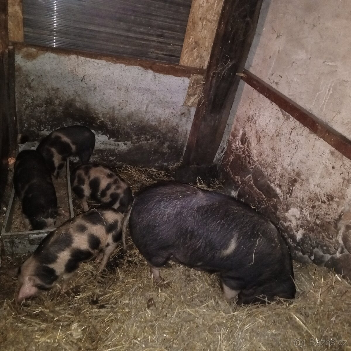 Prodej na chov nebo na maso - 6