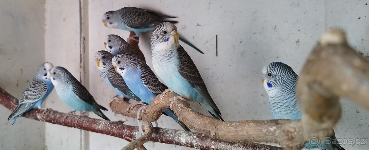 Andulky blackwing 2025 - 6