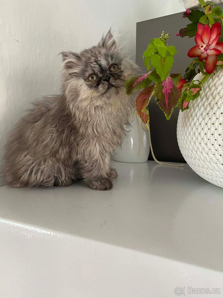 Perská koťátka - 6