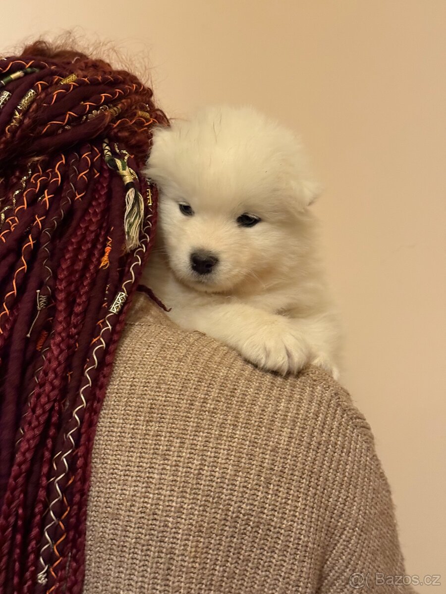 Samojed s PP - psík - 6