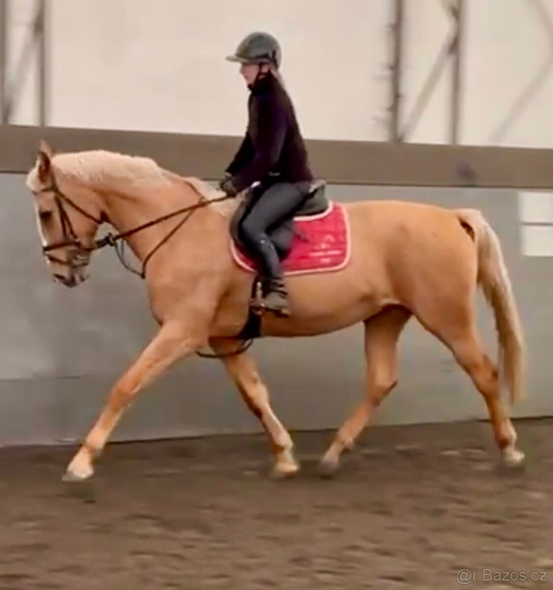 Prodám klisnu CS 12 let - 6