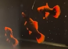 Mečovky Red Alfa a Red Ruby a čisté Guppky - 6