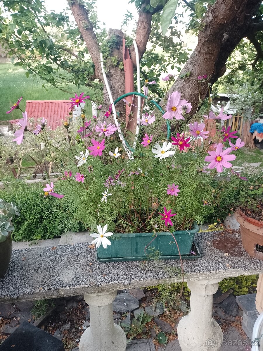 Sazenice ptačího zpbu - 6