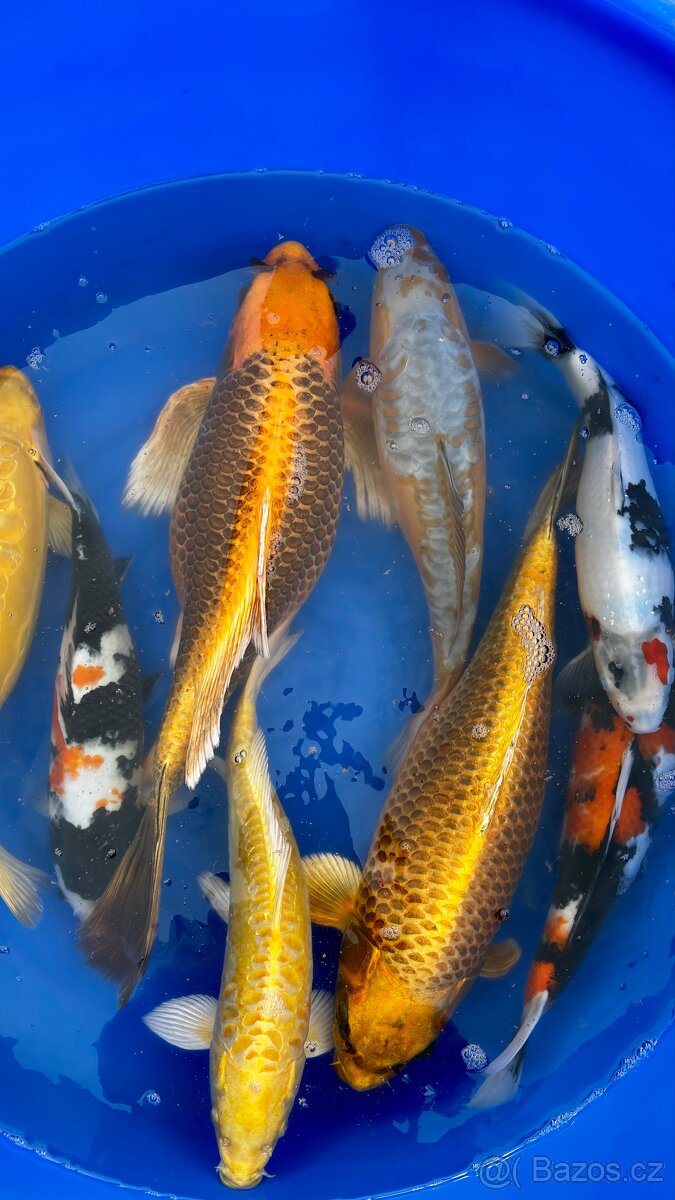 Koi kapři - 6