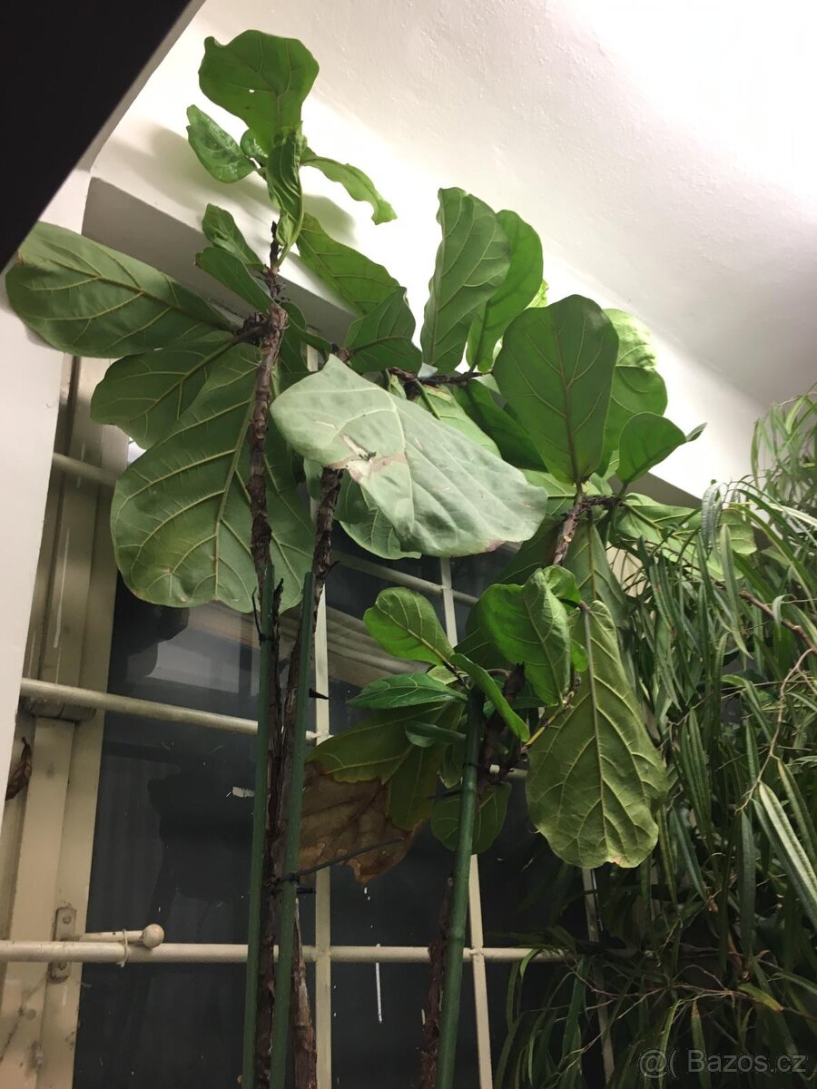 POKOJOVE KVETINY - 6