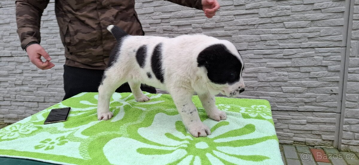 Středoasijsky pastevecky pes - 6